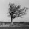Windblown Tree, black & white original photograph by Sara Schutz