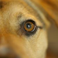 A dog's eye