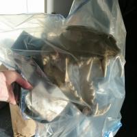 Leopard skull in police evidence bag