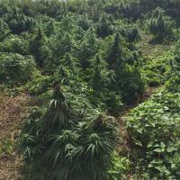 Cannabis forest